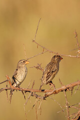 Blutschnabelweber / Red-billed quelea or Red-billed weaver / Quelea quelea