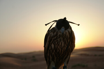 Falcon in the desert at sunset