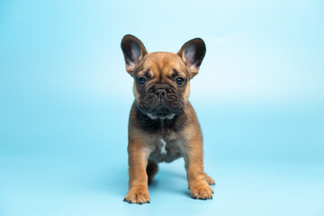 cute funny ginger french bulldog puppy on blue background looking at the camera with place for text and copy space banner. funny animals concept