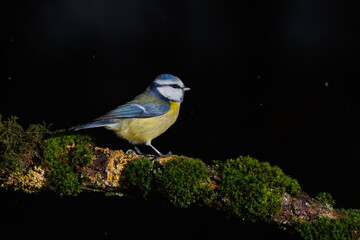 Blue tit on a moss branch