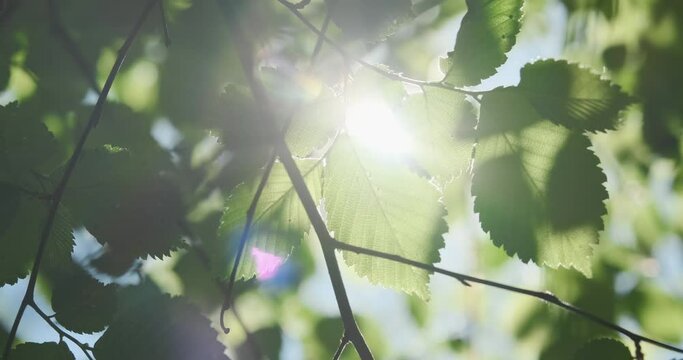 Green leaves in sunny forest, close up. Bright sunbeam break through fresh lush tree foliage in summer morning. Juicy leaves on blue sky. Sun ray in spring forest nature. Ecology environment. 4k video