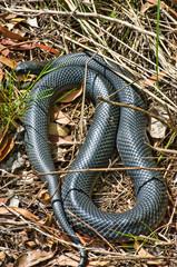 A red-bellied black snake (Pseudechis porphyriacus) in an eucalyptus forest in Victoria, Australia
