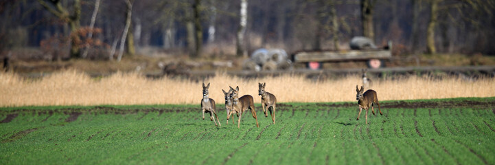 Rehe laufen sehr schnell über das landwirtschaftliche Acker Feld