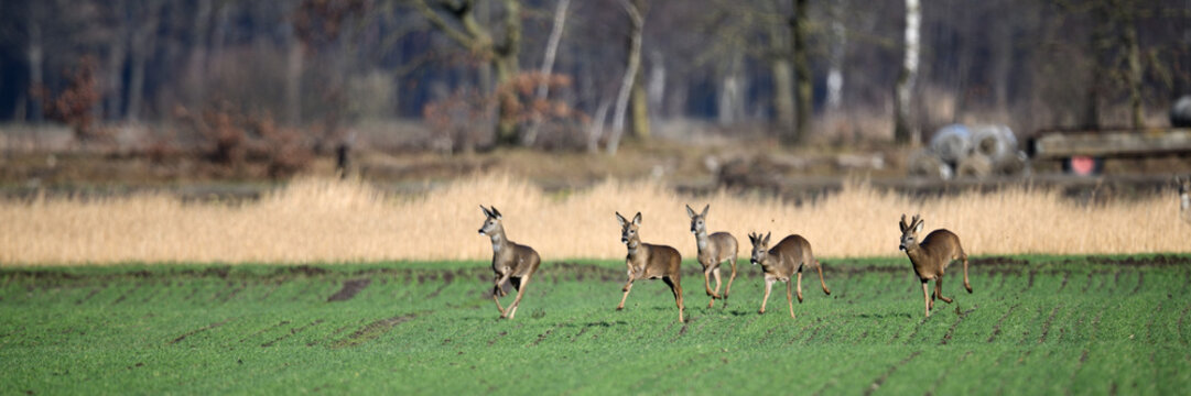 Rehe laufen sehr schnell &uuml;ber das landwirtschaftliche Acker Feld