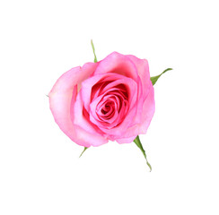 One tender pink rose isolated on white