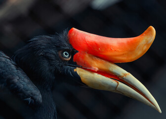 Rhinoceros Hornbill (Buceros rhinoceros) in Southeast Asia