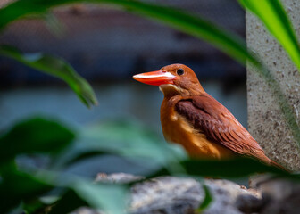 Ruddy Kingfisher (Halcyon coromanda) in Southeast Asia