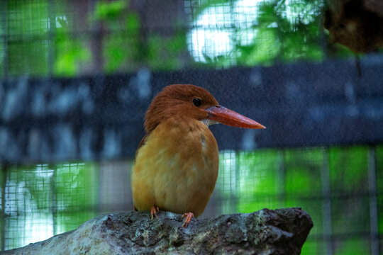 Ruddy Kingfisher (Halcyon coromanda) in Southeast Asia