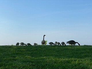 gaggle of geese on grass with goslings