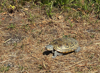 Northern Diamondback Terrapin (Malaclemys terrapin) turtle on the grass near salt marsh