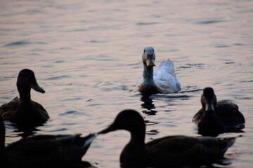 white mallard duck staring forward swimming on lake