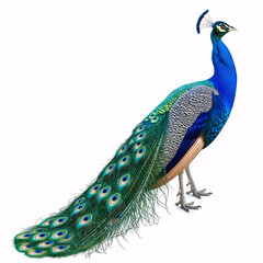 Obraz premium Countryside Peacock