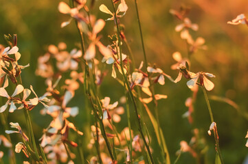 Blurred image of meadow flowers at sunset on a summer evening.