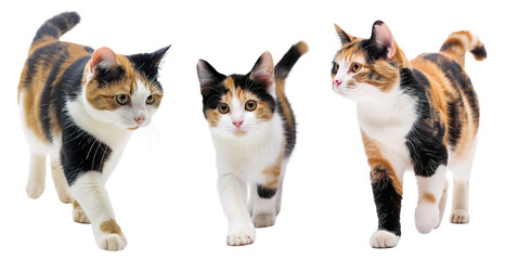 Calico cat collection walking over white transparent background