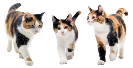 Calico cat collection walking over white transparent background