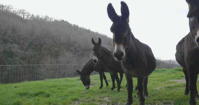 Closeup of herd of curious donkeys. Cute pack of brown mules looking.