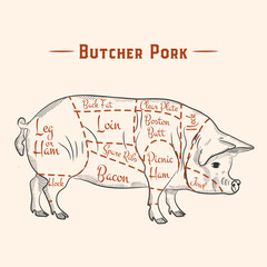 Diagram cutting pig meat. Butcher shop, pork vector illustration