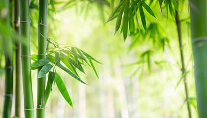 bamboo leaves and bamboo stems in springtime, green fresh spa background, sunshine in bamboo forest, bamboo tree at the edge of blurred empty abstract background, wellness garden concept with copy spa - obrazy, fototapety, plakaty