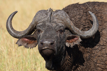 Naklejka premium Kaffernbüffel / African buffalo / Syncerus caffer