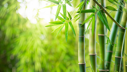 Fototapeta na wymiar bamboo leaves and bamboo stems in springtime, green fresh spa background, sunshine in bamboo forest, bamboo tree at the edge of blurred empty abstract background, wellness garden concept with copy spa