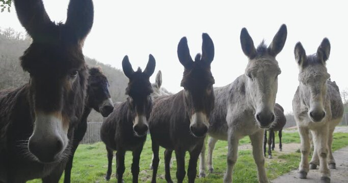 Closeup of herd of curious donkeys. Cute pack of brown mules looking.