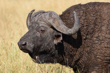 Kaffernbüffel / African buffalo / Syncerus caffer