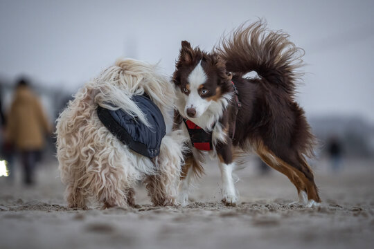 Hunde am Strand beim spilen