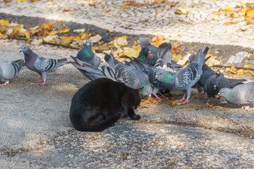 a black stray cat eating food with pigeon birds