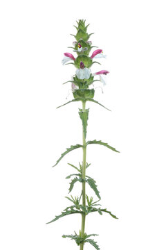 White Dictamo Plant Isolated on White Background