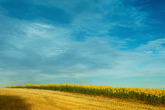 Sunflower field bordering oak forest and wheat crop