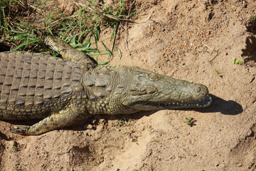 Nilkrokodil / Nile crocodile / Crocodylus niloticus
