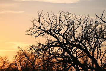 Sunset Behind Leafless Tree