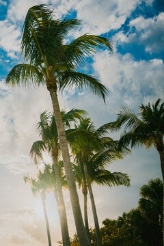 Sunny skies and palm trees in Miami, Florida