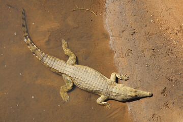 Nilkrokodil / Nile crocodile / Crocodylus niloticus