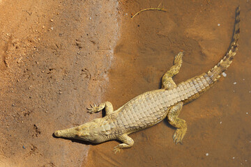 Nilkrokodil / Nile crocodile / Crocodylus niloticus