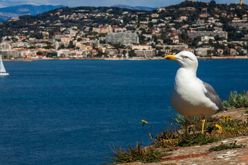 goéland, bord de mer, plage, ciel bleu, mer, vue cannes, France 2023