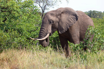 Afrikanischer Elefant / African elephant / Loxodonta africana