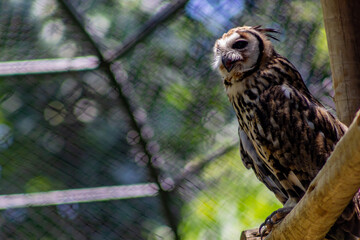 Striped Owl - The striped owl (Asio clamator) is a medium-sized owl with large ear tufts and a brownish-white facial disk rimmed with black. 