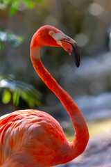 Obraz premium Flamingo - Flamingos or flamingoes are a type of wading bird in the family Phoenicopteridae