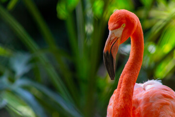 Flamingo - Flamingos or flamingoes are a type of wading bird in the family Phoenicopteridae