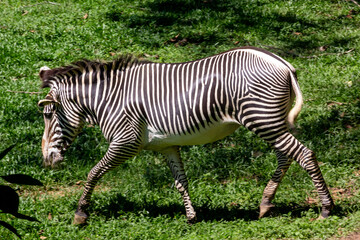 Fototapeta na wymiar Zebra - Zebras are African equines with distinctive black-and-white striped coats.