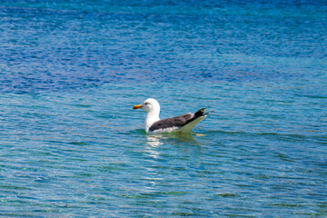 goéland, bord de mer, plage, ciel bleu, mer, vue cannes, France 2023