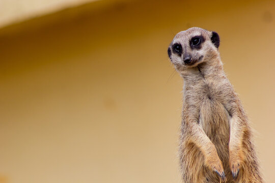 Suricata suricatta - The meerkat (Suricata suricatta) or suricate is a small mongoose found in southern Africa.