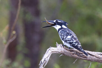 Graufischer / Pied kingfisher / Ceryle rudis.