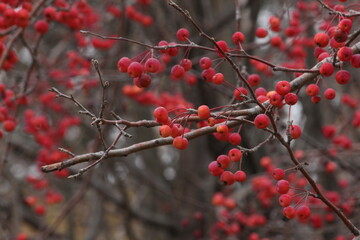 red berries on a branch