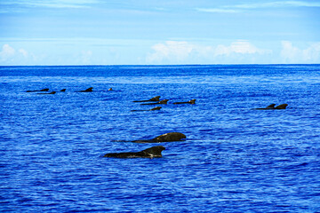 Fototapeta premium A pod of Pilot Whales come up for a breath in Hawaii Waters 