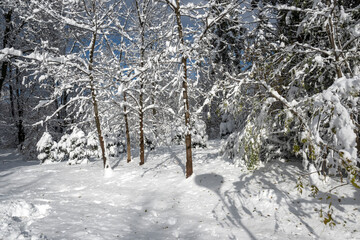 Winter Landscape of South Park in city of Sofia, Bulgaria