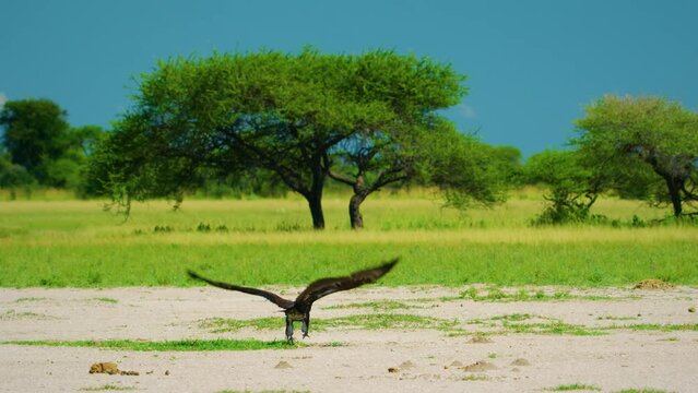 A Red-headed Vulture - (Sarcogyps calvus) begins a flight.