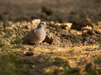 European turtle dove on the ground