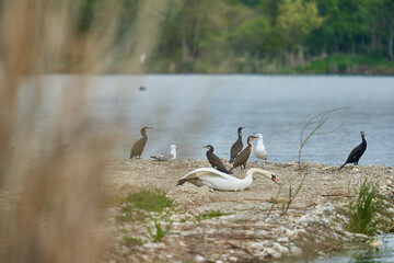 Group of various wild birds on a river